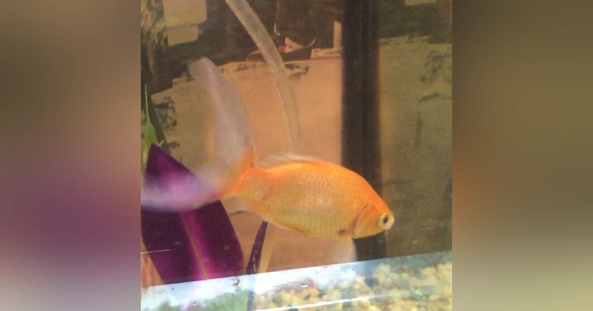 Episode 90: My Fish