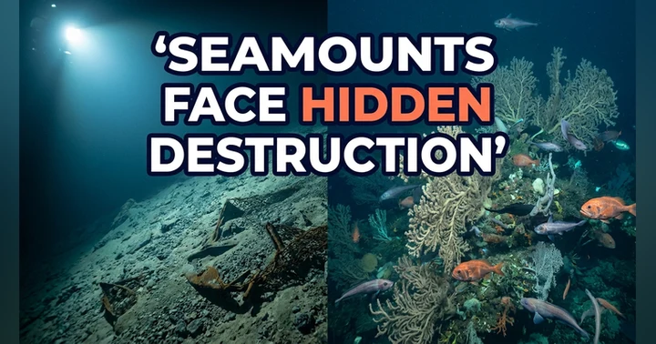 image for Bottom Trawling on Seamounts: The Damage Nobody Sees