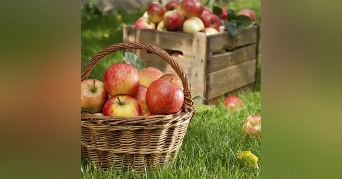 15 - Apple Picking - The Ultimate Fall Pastime, with Stepp's Hillcrest Orchard