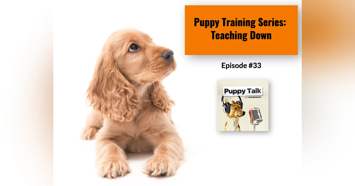 Puppy Training Series: Teaching Down