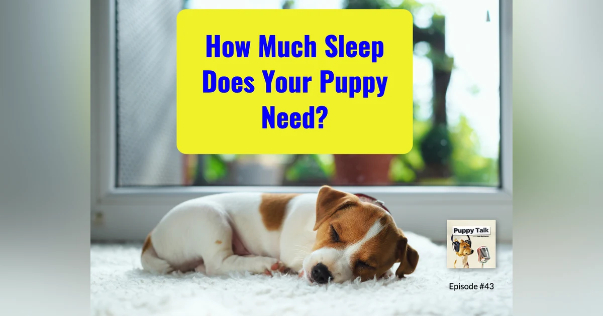 How Much Sleep Does Your Puppy Need?