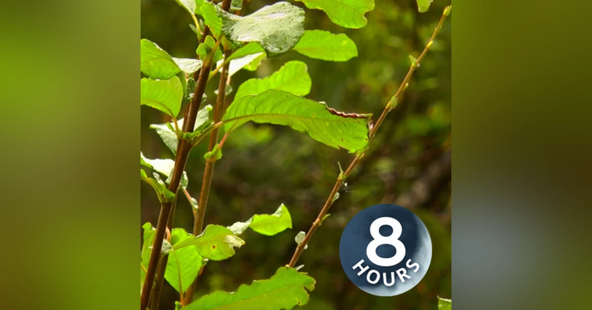 Rain in Forest 8 Hours | Sleep, Study or Relax to Rainstorm White Noise