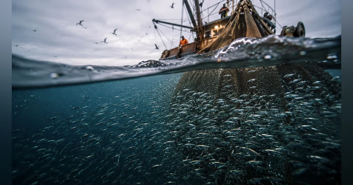 image for The Tiny Fish Holding the Ocean Together