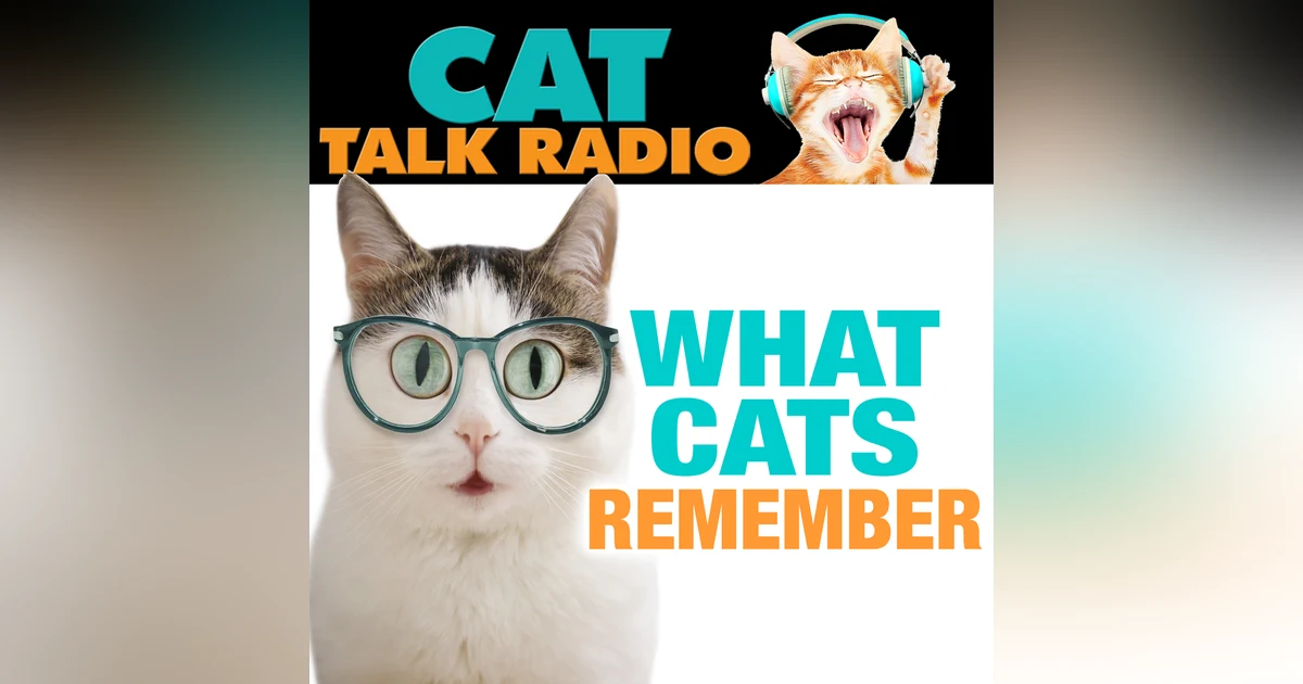 What Cats Remember — And Why It Matters More Than You Think