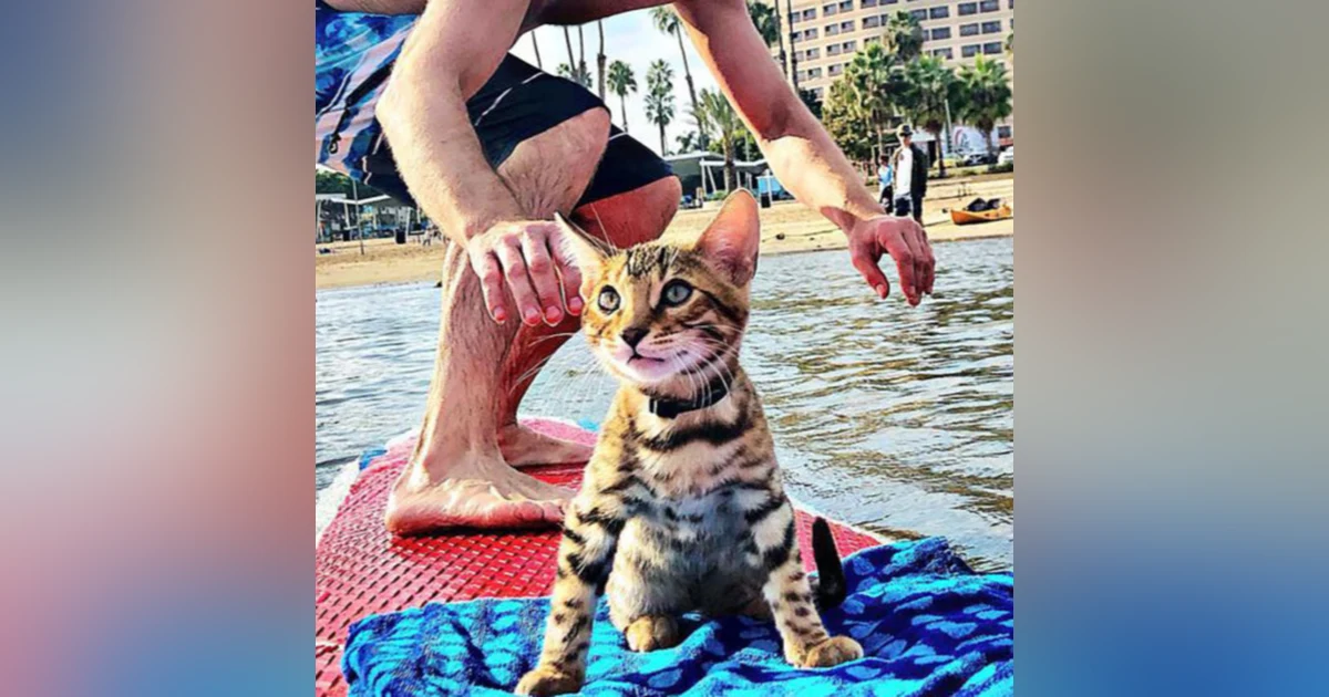 SurferCat Maverick and his parents Kayla and Nick talk about Mental Health Wellness and Community