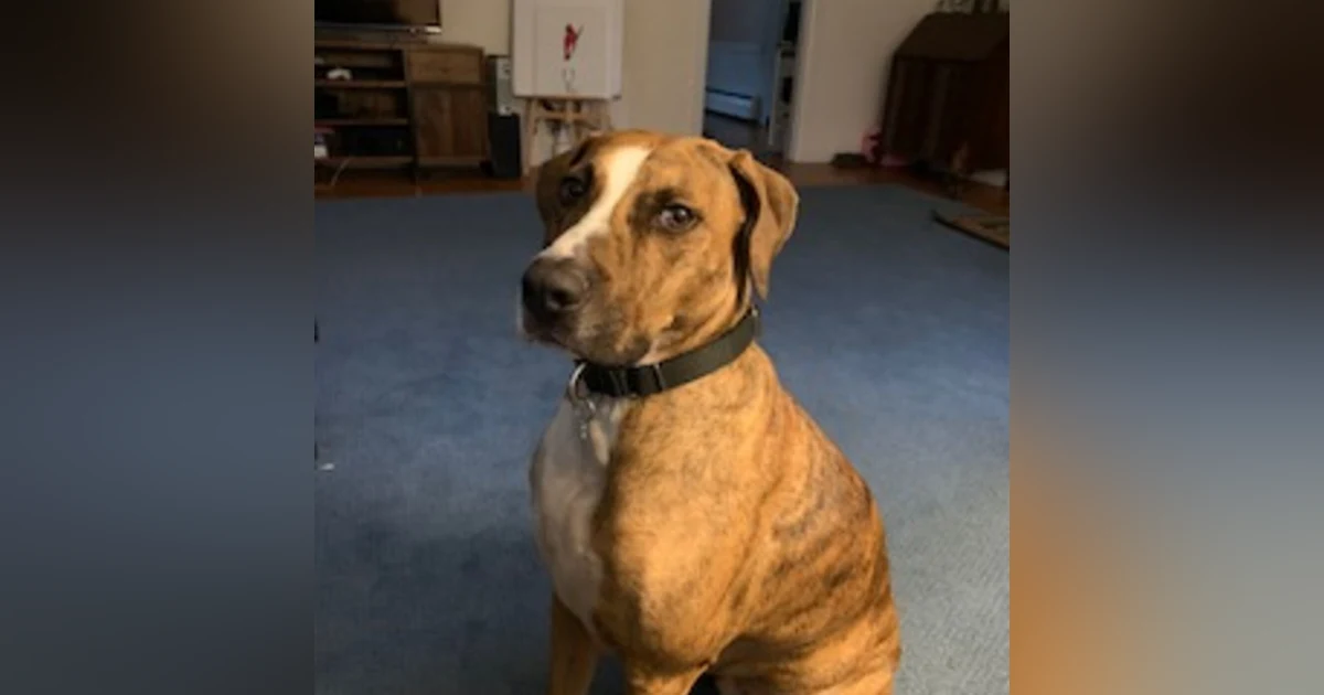 #59 - My Dog Zeke