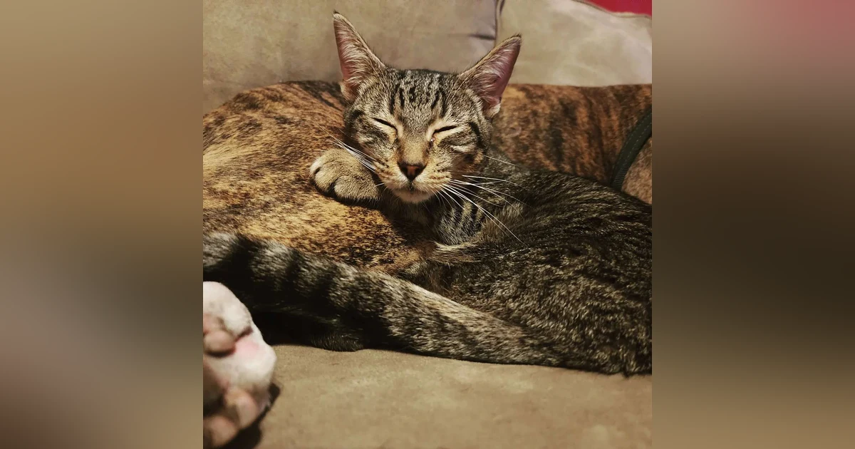 Kitten Killer and the Black Market