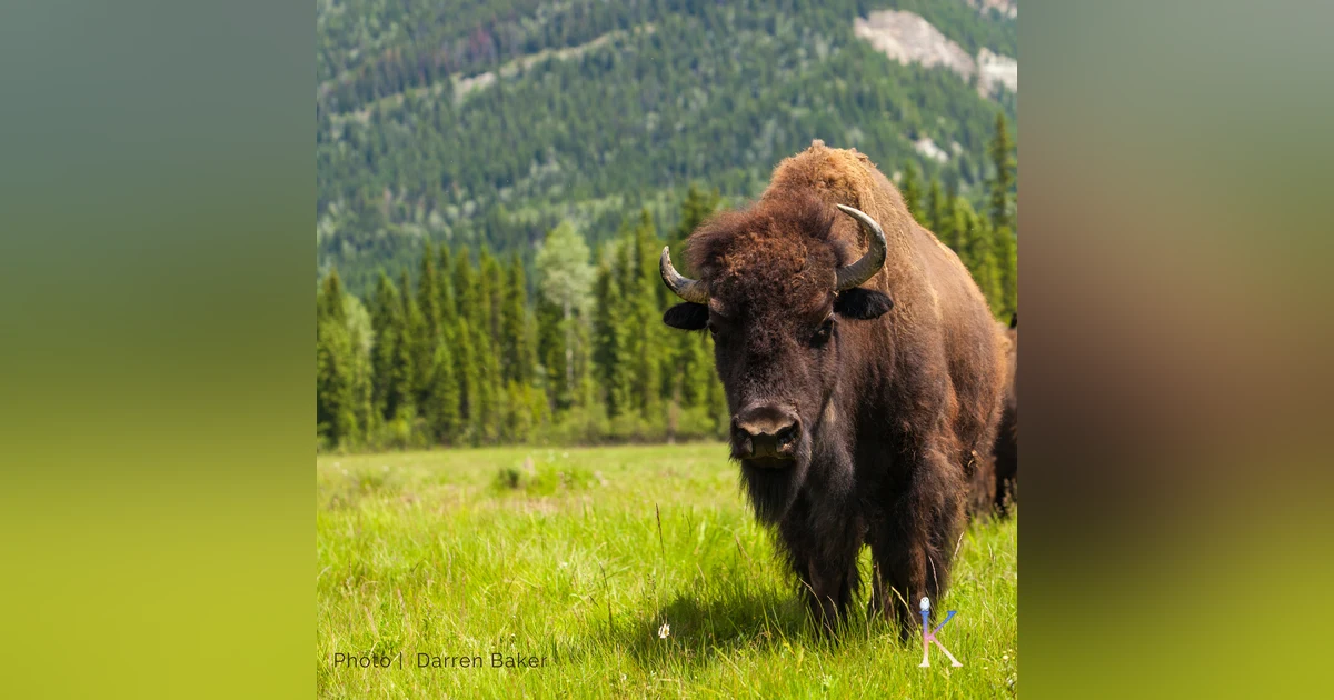 The Story of the Buffalo | With Zintkala Rivera, Range Ecologist