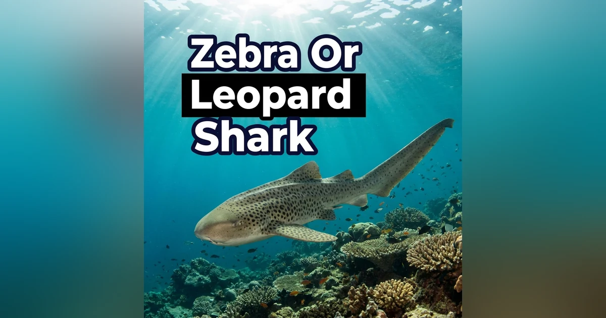 Walking Sharks and the Great Zebra vs. Leopard Shark Debate with Dr. Chris Dudgeon