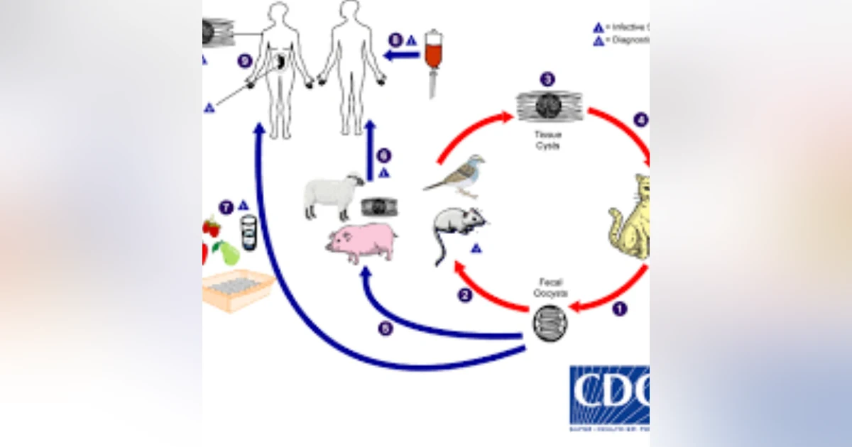 S8 E4: Here Kitty Kitty: The Story of Toxoplasma gondii