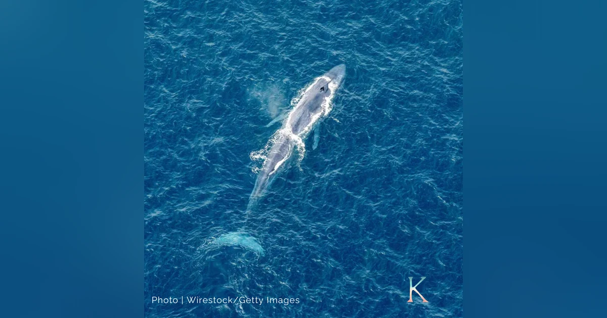 Blue Whales | With Dr. Dawn Barlow, Marine Megafauna Ecologist