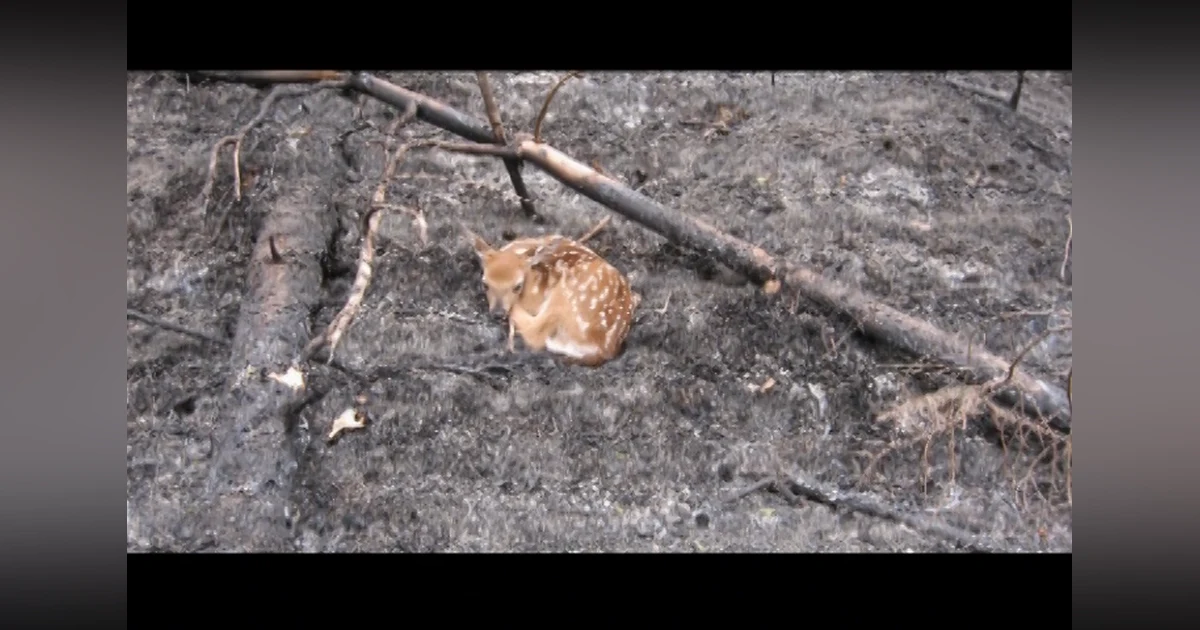 Case Study: 2008 Nova Scotia Porters Lake and Lake Echo Wildfire - The first sign of social media and misinformation in an emergency | Host Tim Conrad looks back at his first wildfire as a public information officer
