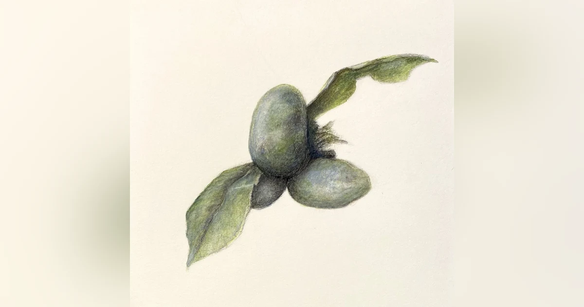 Pawpaw