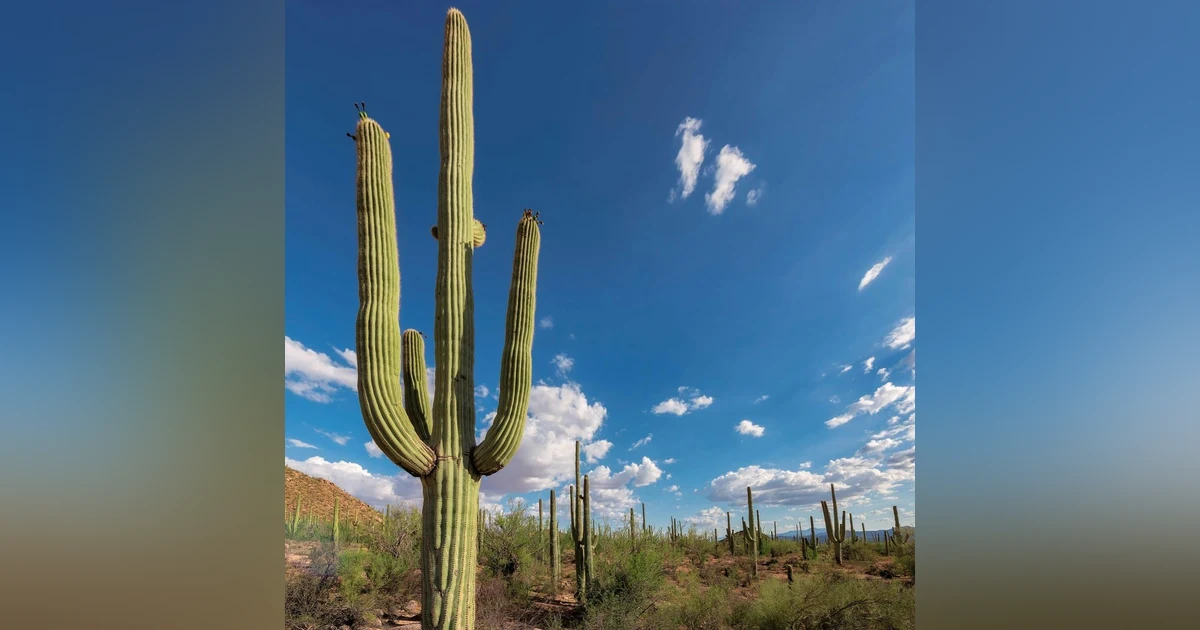 #76: Mailbag: Where to hike in Saguaro National Park, and much more!