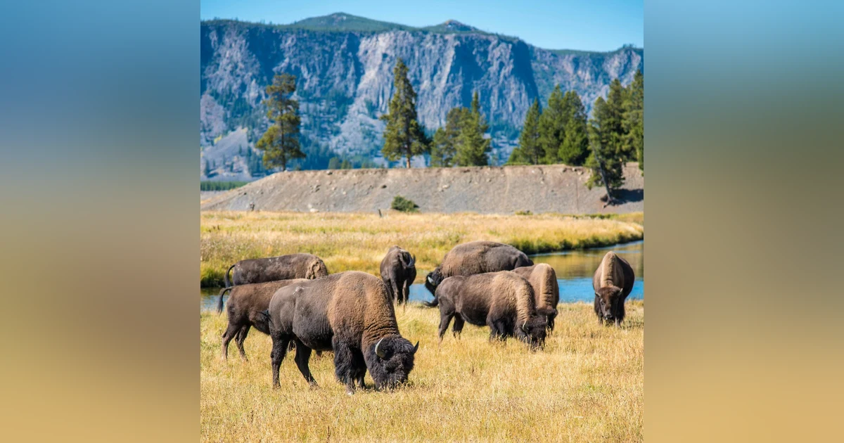 #118: Where the Bison Roam
