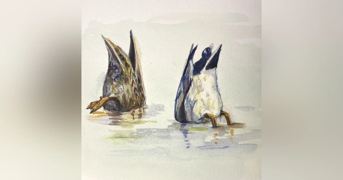 Mallards