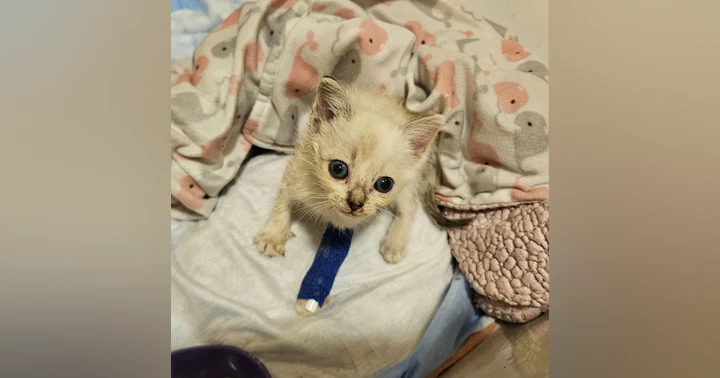 image for Fostering and Your Family: Integrating a Foster Pet