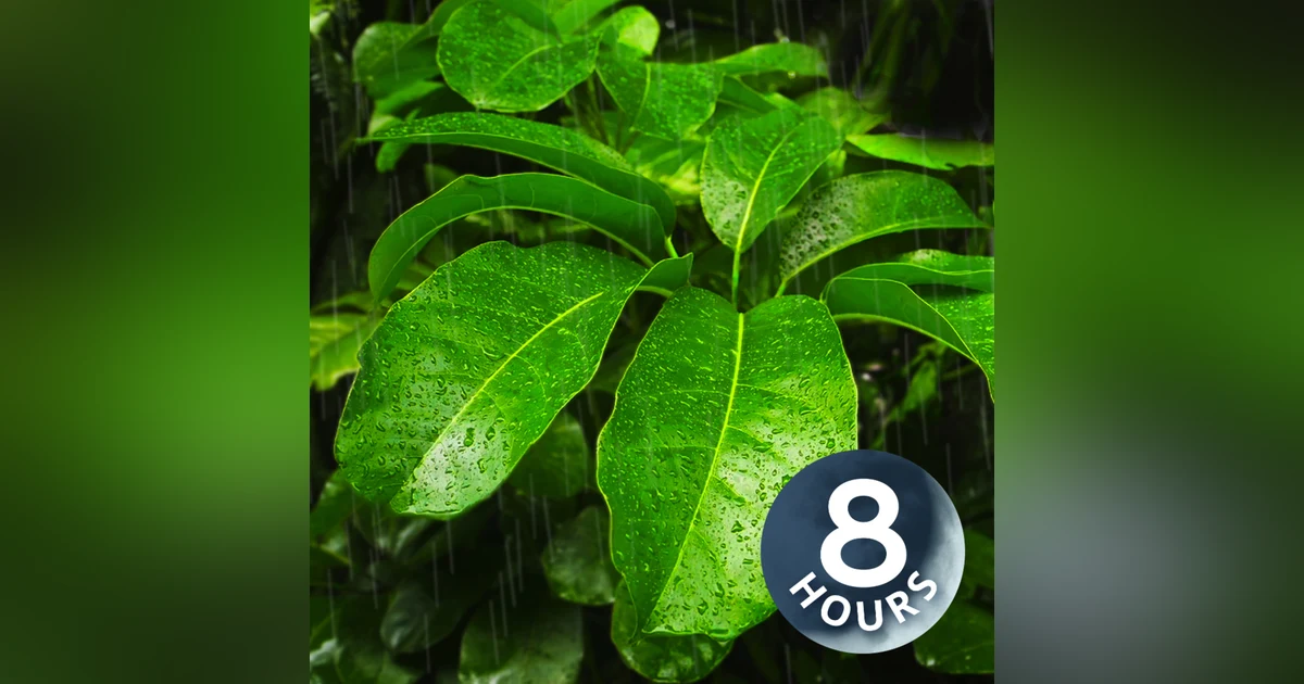 Rainstorm on Tropical Canopy for Relaxation or Sleep | Heavy Rain White Noise 8 Hours