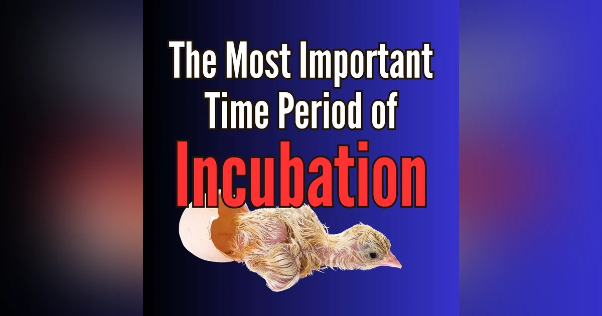 The Most Improtant Period of Incubation