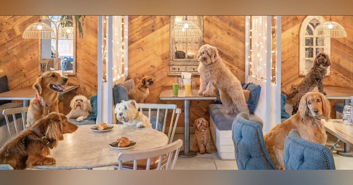Oh, What a Week—Lincoln Park’s Going To The Dogs