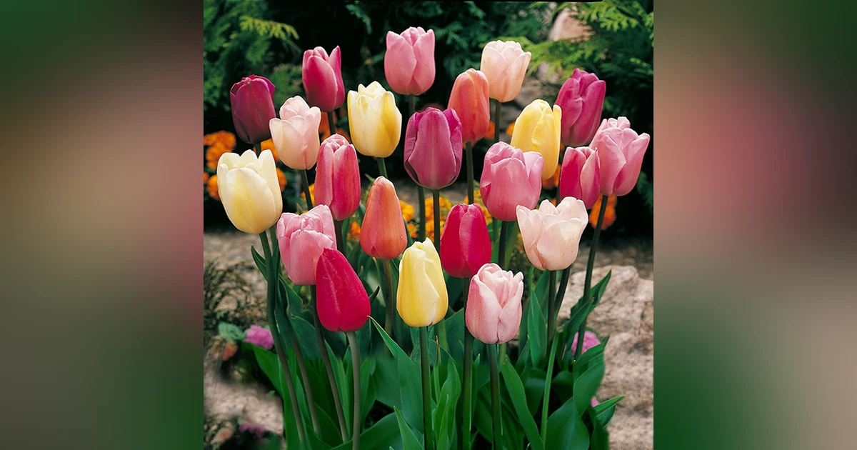 Tulip Mania