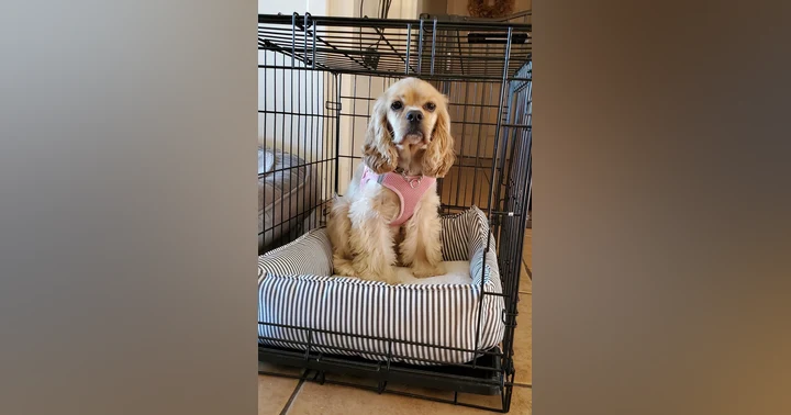 image for Beyond House Training: The Unexpected Benefits of Crating Your Dog