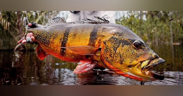 image for Where No Fly Has Gone Before: Peacock Bass in the Brazilian Amazon