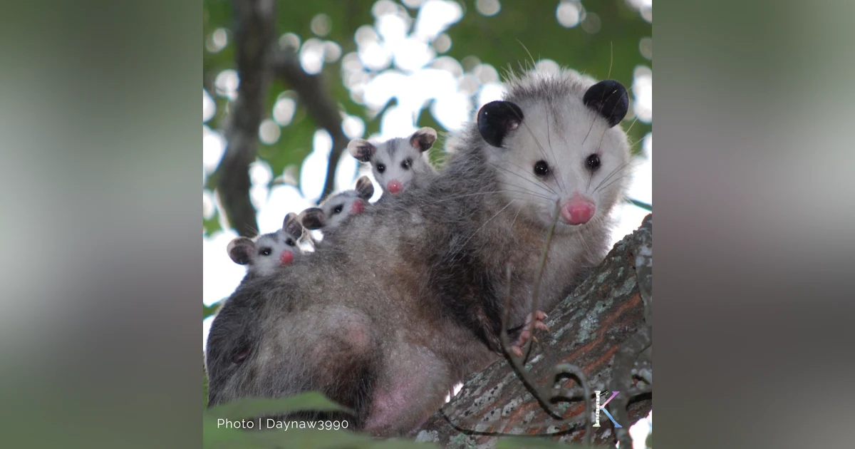 Possums! | With Chris Strub, Wildlife Rehabilitator