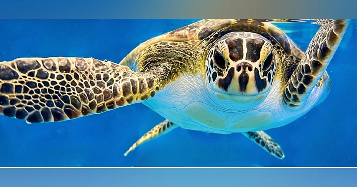 image for Sharing the Shore: A Vacationer’s Guide to Sea Turtles on Topsail Island