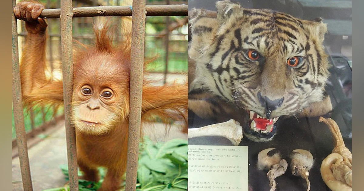 [Encore] Taiwan's Orangutan Craze and the Terrors of the Tiger Trade