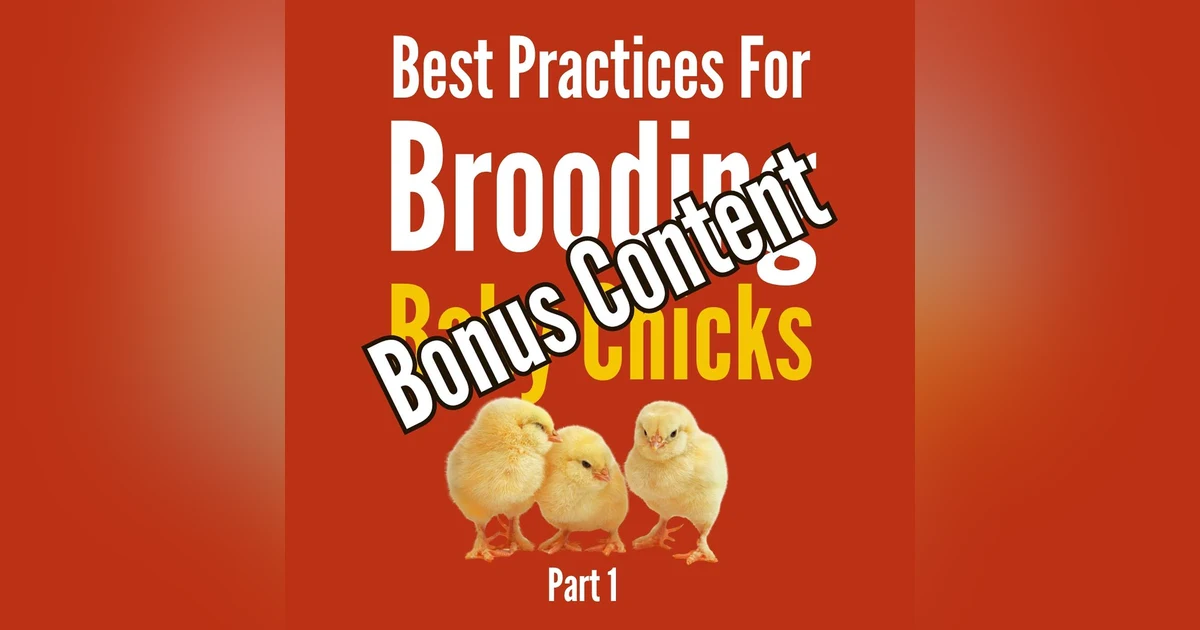BONUS CONTENT-Starting Chicks with Liver and Boiled Eggs