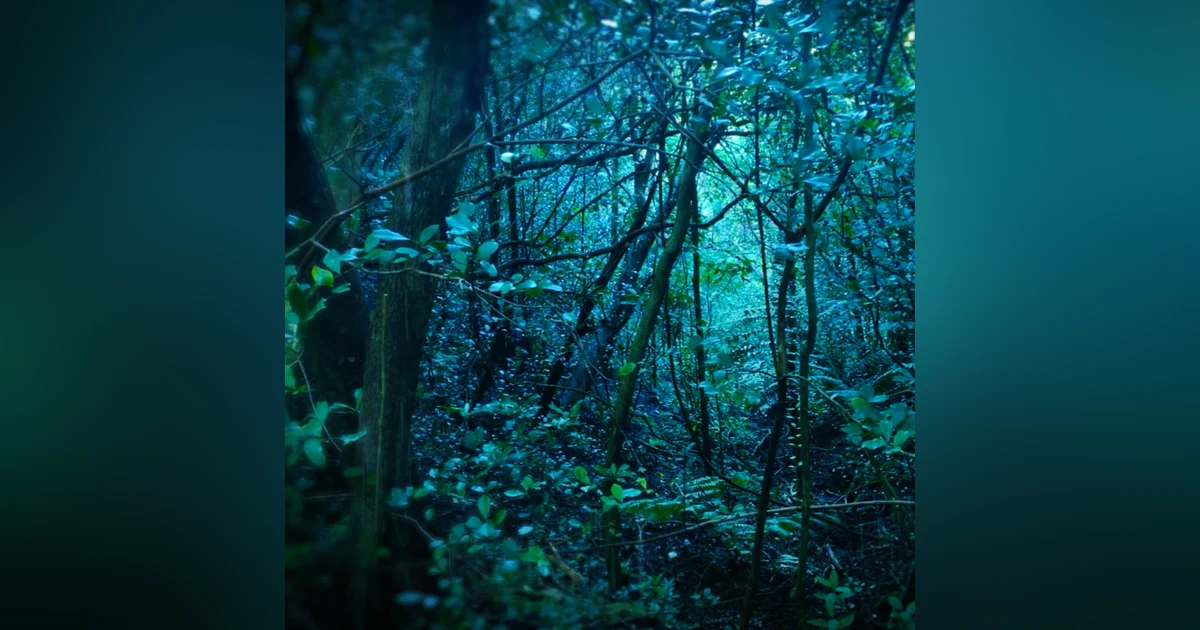 12 Hours Rain in Forest White Noise | Sleep, Study or Focus to Rainstorm
