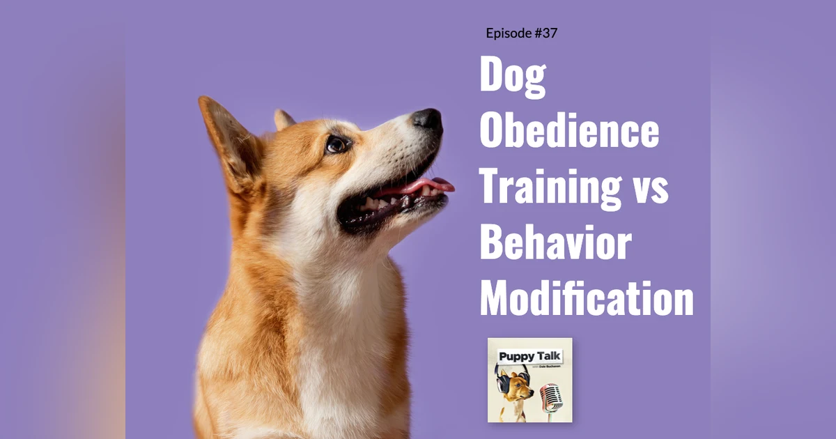 Dog Obedience Training vs Behavior Modification