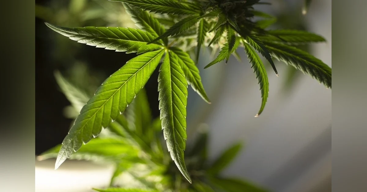 Beware the Potential Dangers of Cannabis