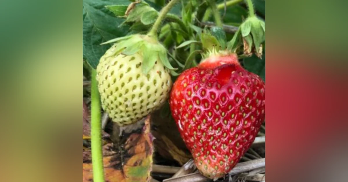 68. Strawberries