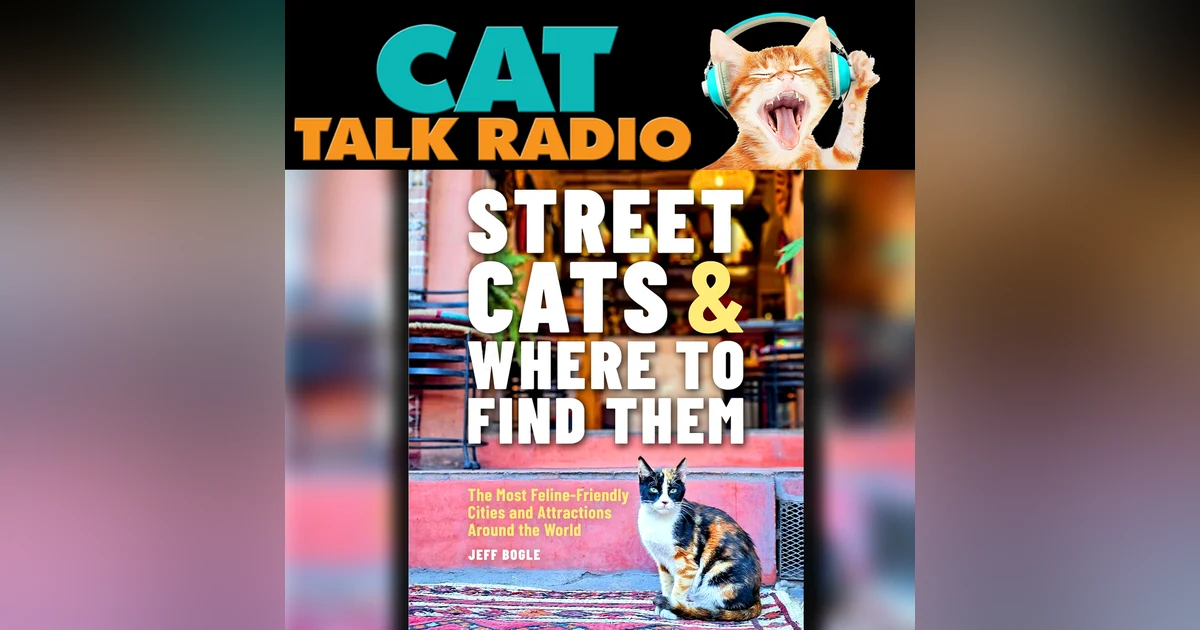 Street Cats & Where They Steal Your Heart