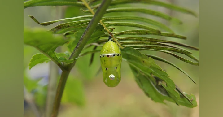 image for Breaking Through the Cocoon: Embracing Personal Transformation