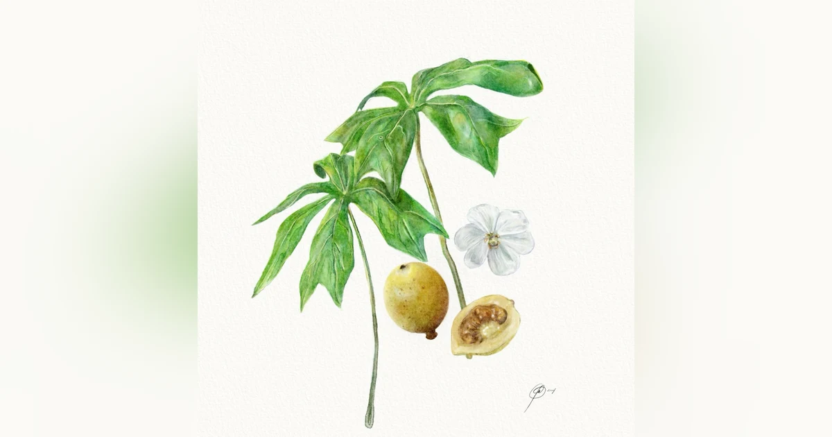 Mayapple