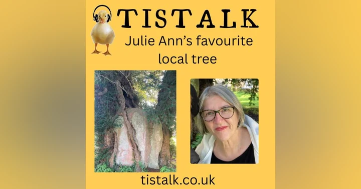 image for Meet Tisbury's Ancient Yew Tree