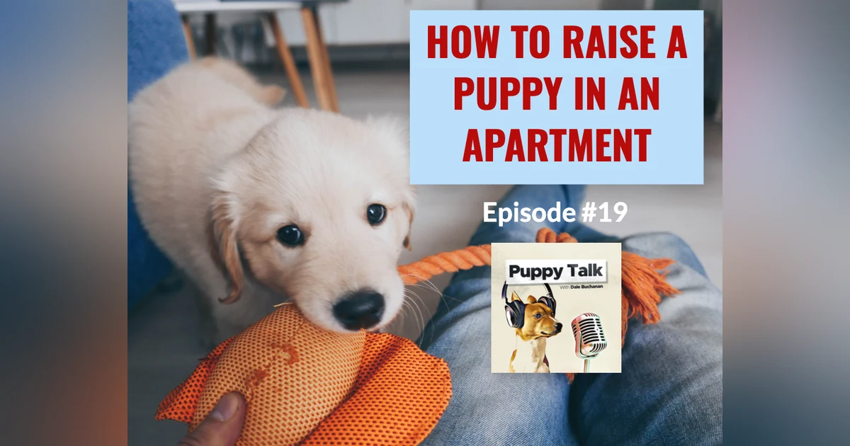 How to Raise a Puppy in an Apartment