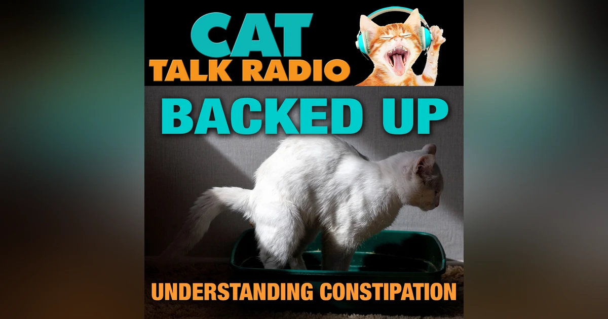 Constipation in Cats: Signs, Causes, and Safe Remedies