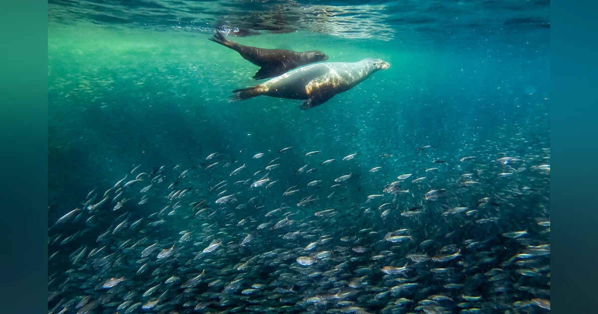 Dancing with Sea Lions: Lindsay Pullin on how a dive with Sea Lions in a kelp forest held a deeper connection