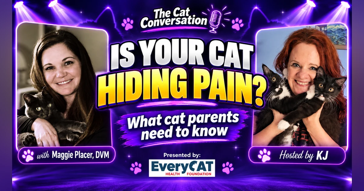 Is Your Cat Hiding Pain? Signs Every Cat Parent Should Know | Vet Explains