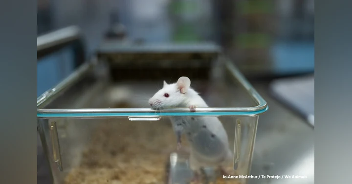 image for Your Money is Wasted because Mice are Too Cold