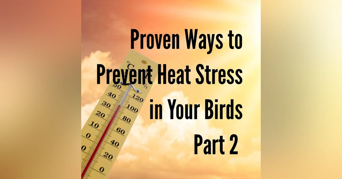Beat the Heat: Proven Ways to Prevent Heat Stress in Your Birds-Part 2
