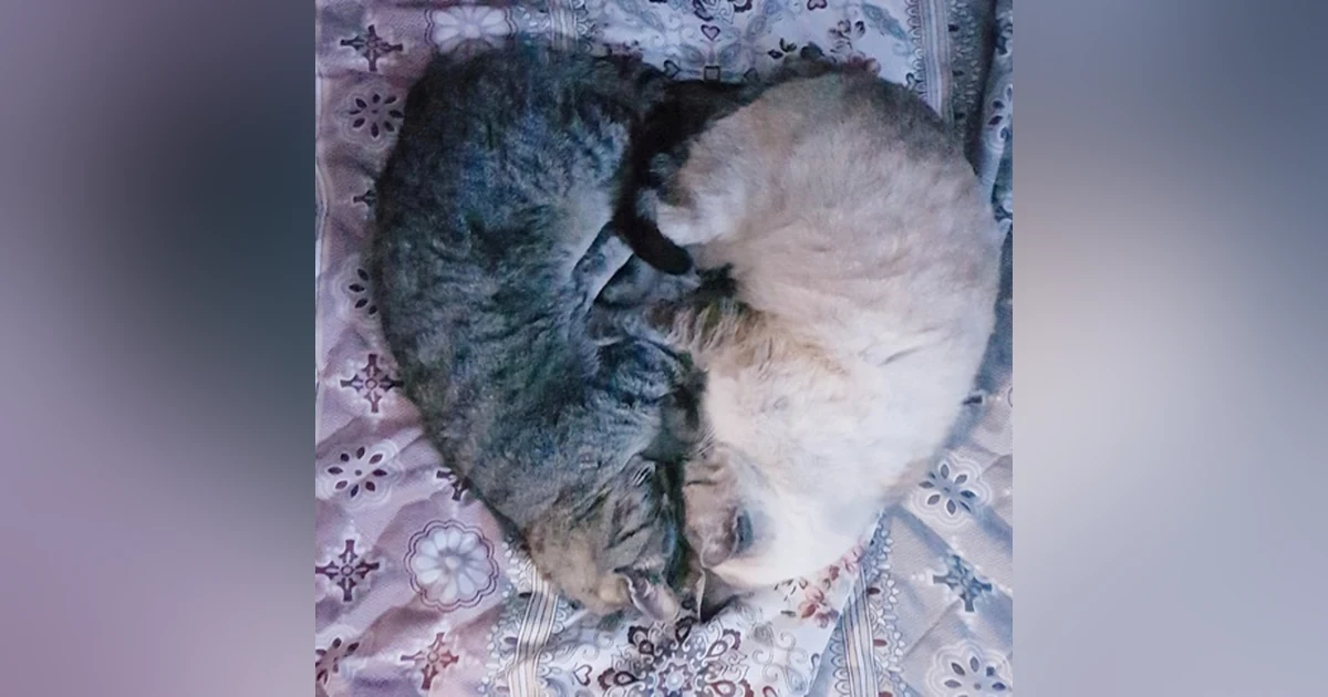 Do Soulmates Exist? (Ask Your Dating Expert Suzie)