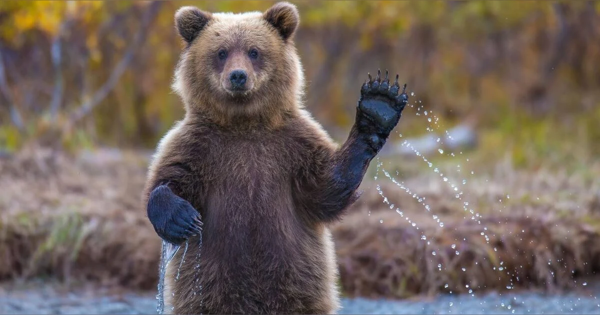 Midweek Mention... Bears And Bad Men