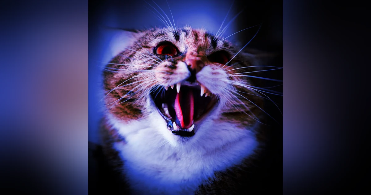 Ep.206 – Feline Troubles - Furry Terror is Waiting in the Dark!