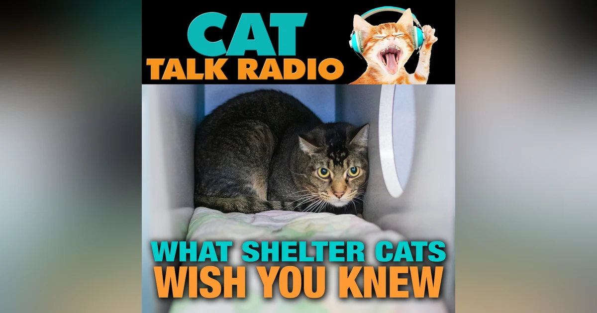 Behind the Curtain: What Shelter Cats Wish You Knew