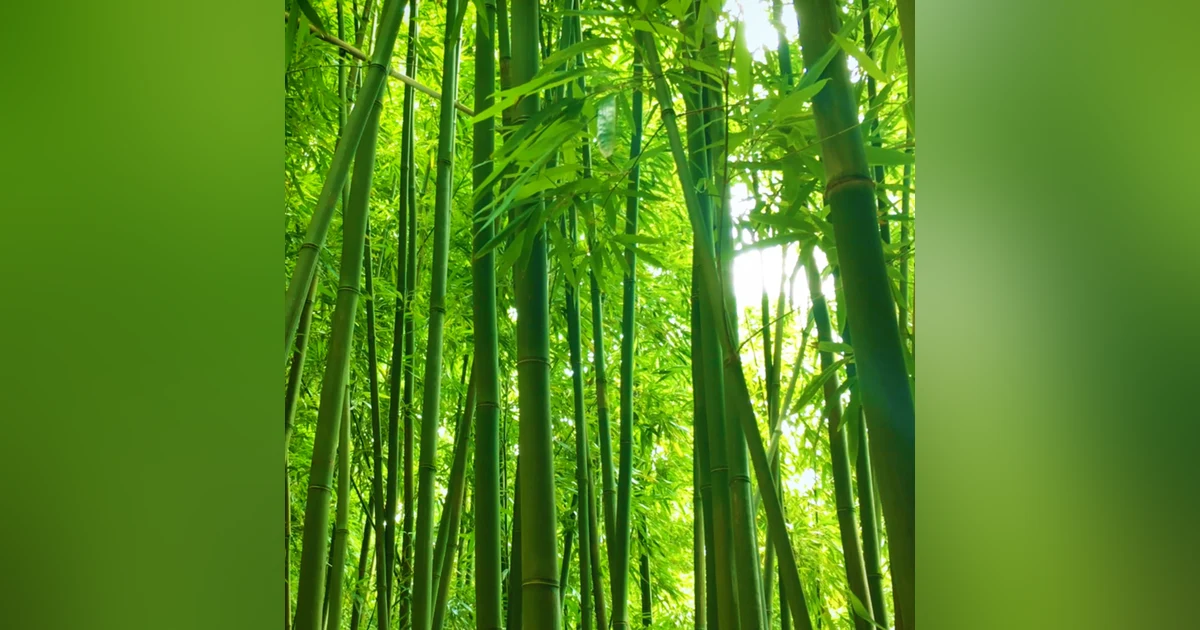 12 Hours Bamboo Forest Wind Sounds | White Noise for Studying, Sleeping, Relaxation